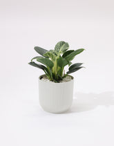 نبتة فيلودندرون حوض بلاستيك مخطط باللون الابيض